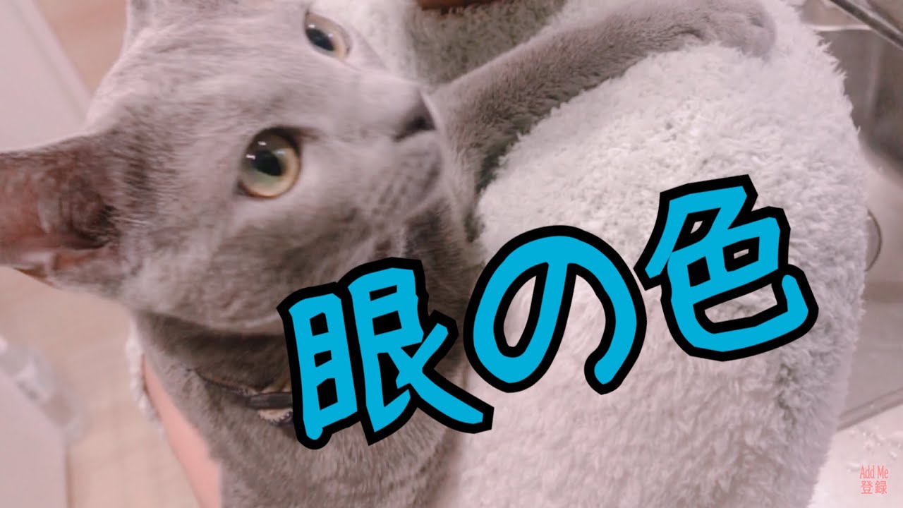 ロシアンブルーの目の特徴！色がグリーンになります【成長記録】