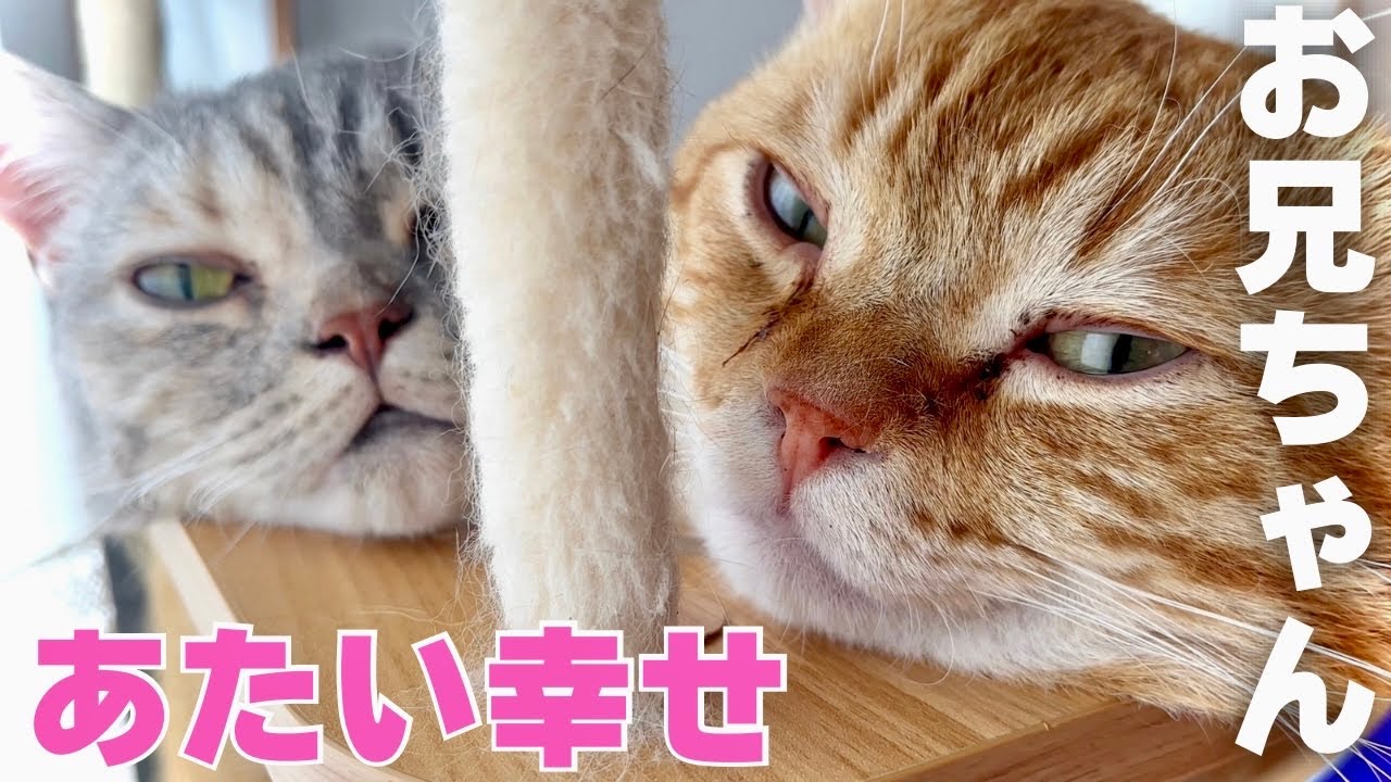 仲良し兄妹猫に癒されました！ #マンチカン #猫動画