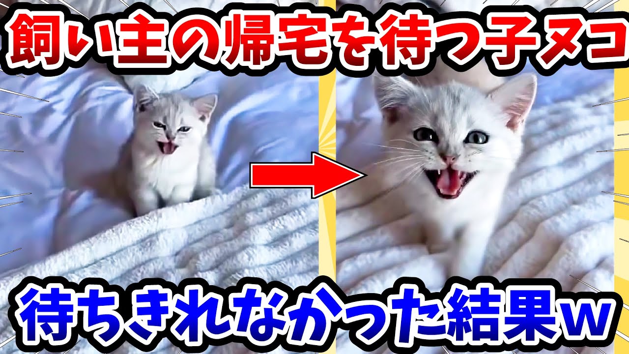 【2ch動物スレ】飼い主を待つ子猫 → 待ちきれなかった結果www