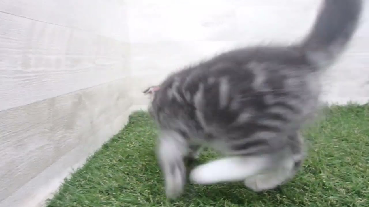 Coo&RIKU　No00675334 スコティッシュフォールド