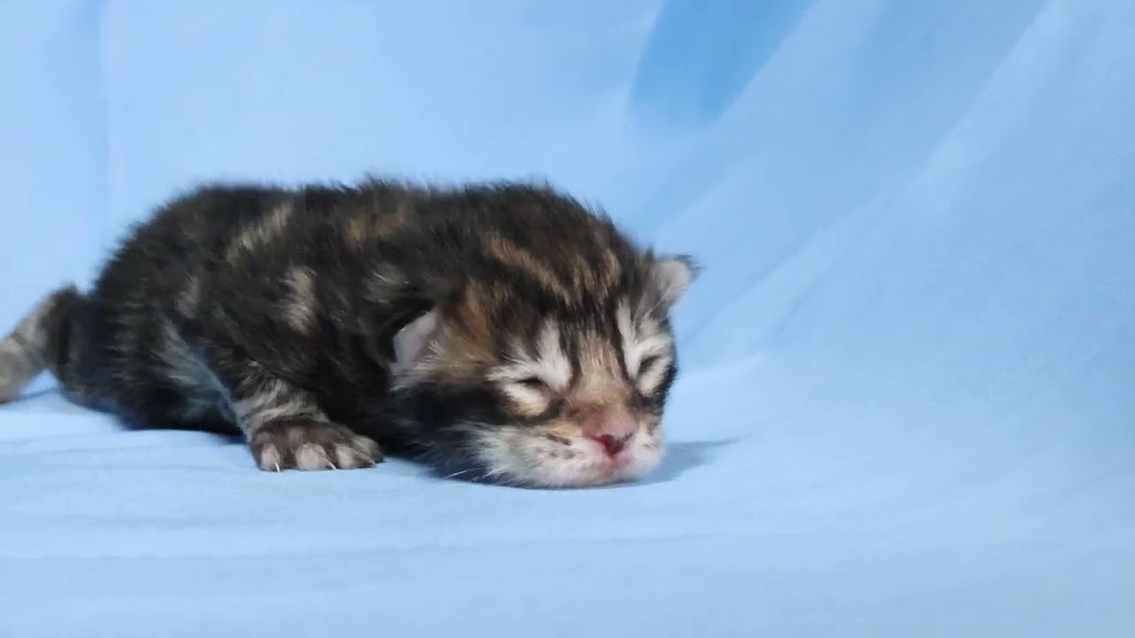 生後4日メインクーン子猫のタカ君