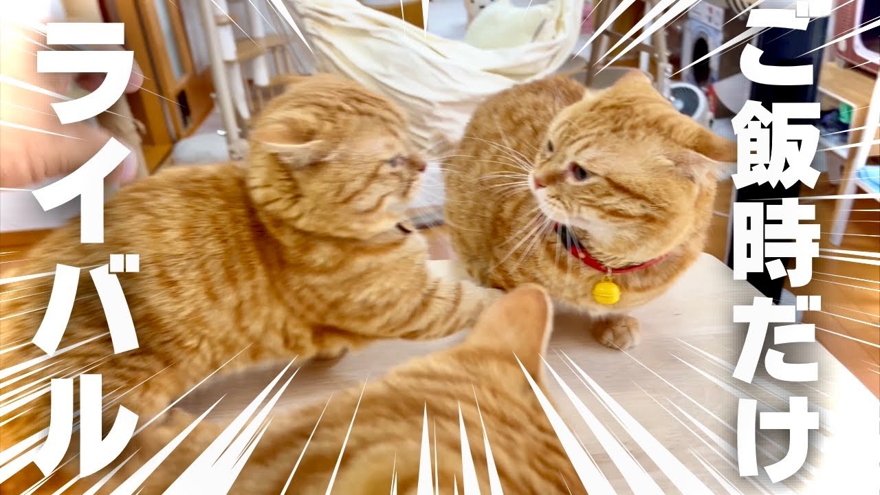 普段は仲良しなのに...ごはん時はやっぱり息子をライバル視してしまうパパ猫 #マンチカン