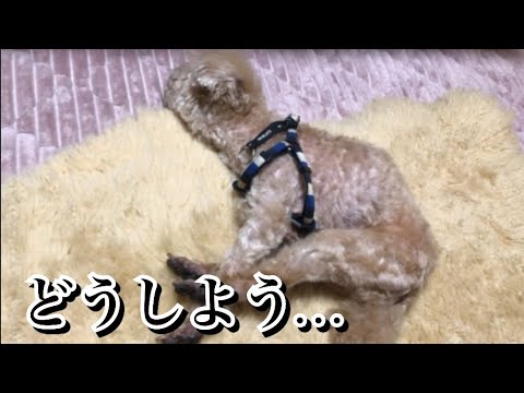 【閲覧注意】激怒症候群の老犬介護。限界があるのが辛い【激怒症候群トイプードル】