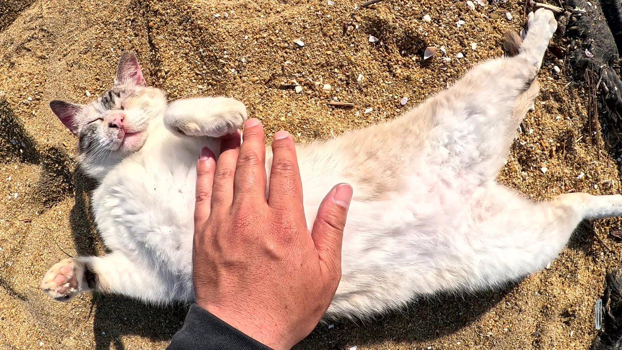 美猫のシャム猫ちゃんが砂浜に寝転んでお腹をモフらせてくれた