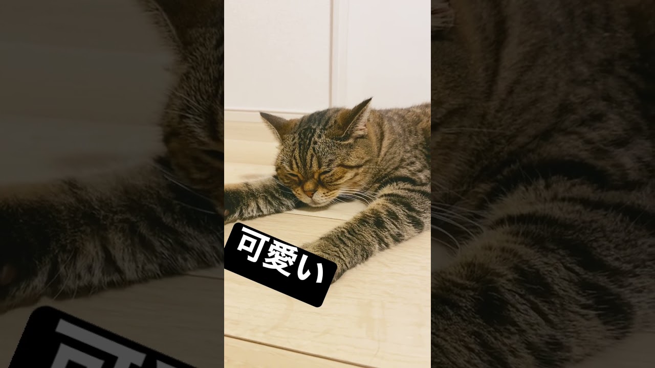 【とらとらと。】可愛いが過ぎる猫たち。#猫 #vlog #ネコ #ミヌエット #セルカークレックス #子猫