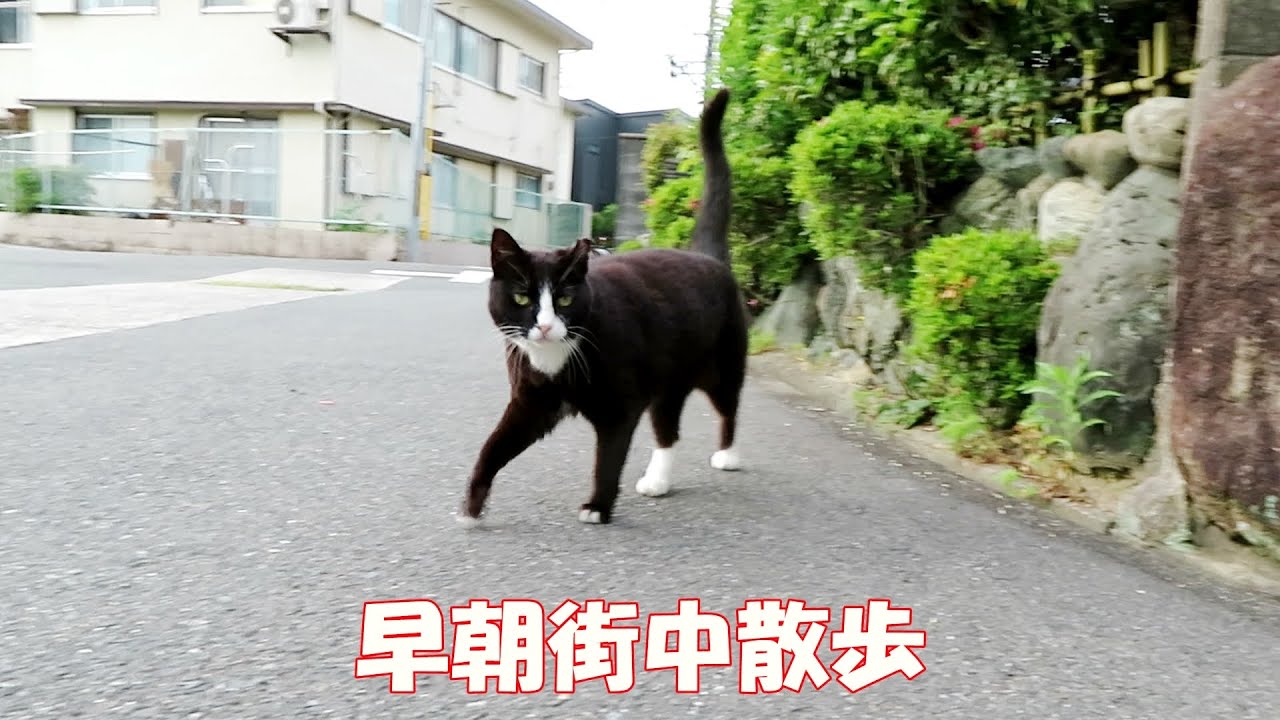 【ワレニャン】早朝に猫と無人の街中を野良ブラ散歩 Taking a stroll with a cat through the deserted city early in the morning