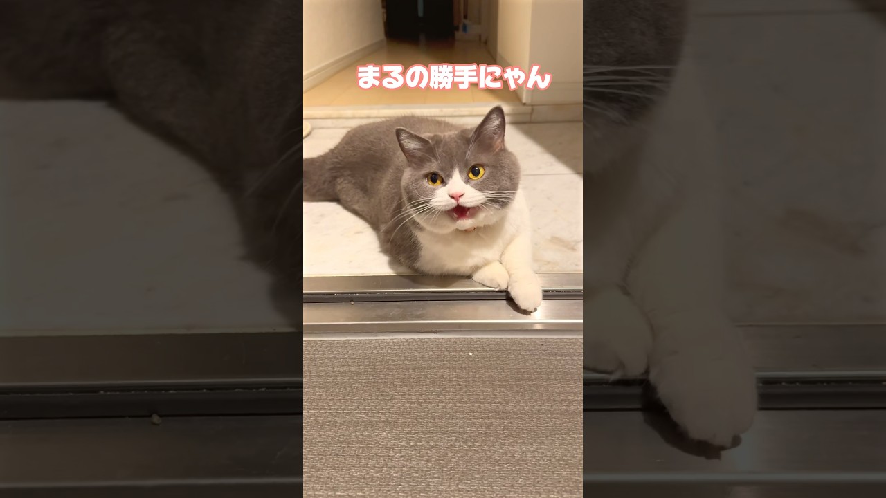 天才的なスマートさまるちゃんです🐯🐾【お出迎えニャンコ467日目】#猫 #お出迎え #ブリティッシュショートヘアー #お出迎え猫#お出迎えニャンコ #まるちゃん