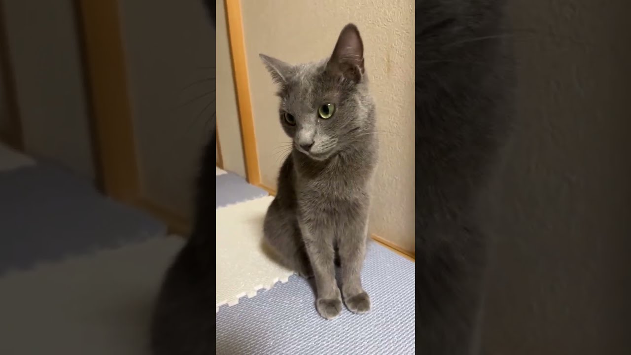 【猫ロシアンブルー】『初デート ディズニーやめよう そうしよう』😞&ギャル霊媒師は視聴者様お墨付き✨withころりんドアップそらちゃん❤️配信！