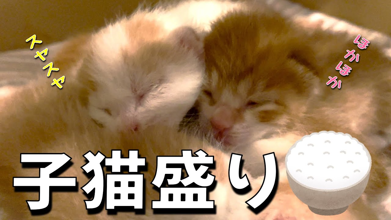 ごめん！こつぶ一家、引っ越し中止／子猫の片目、開いてる…？