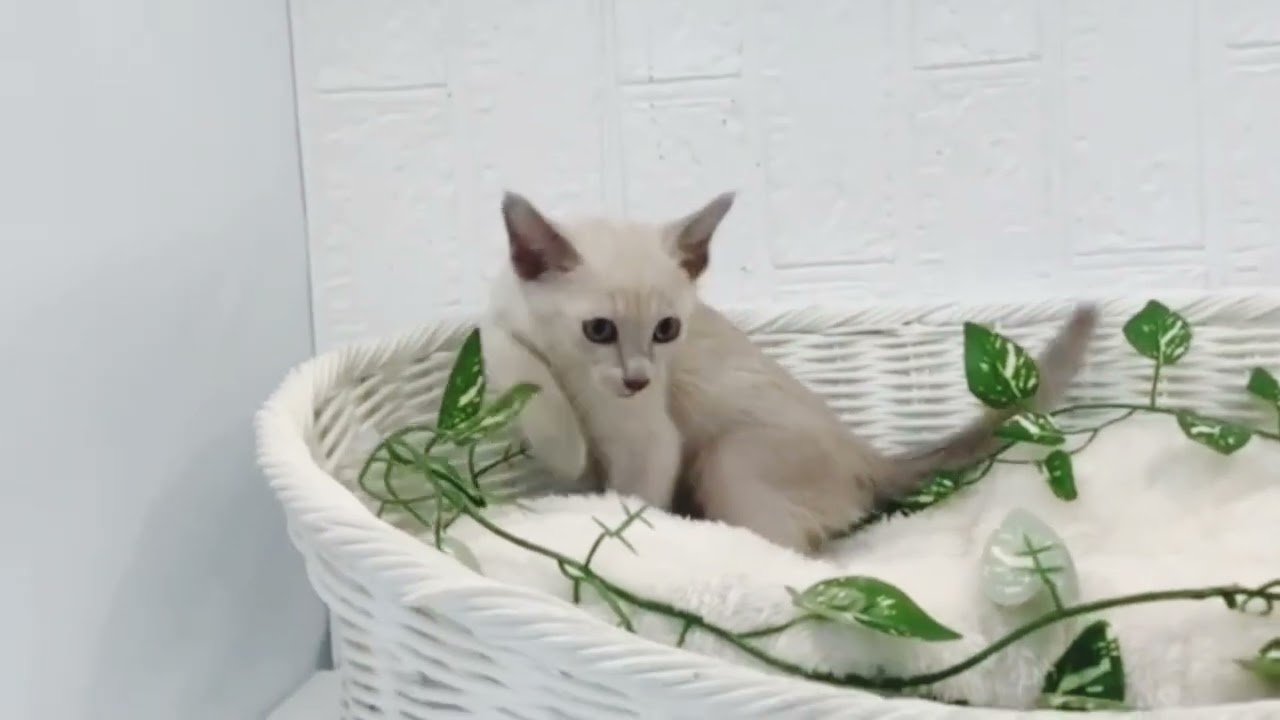 シャム♂2211D0702