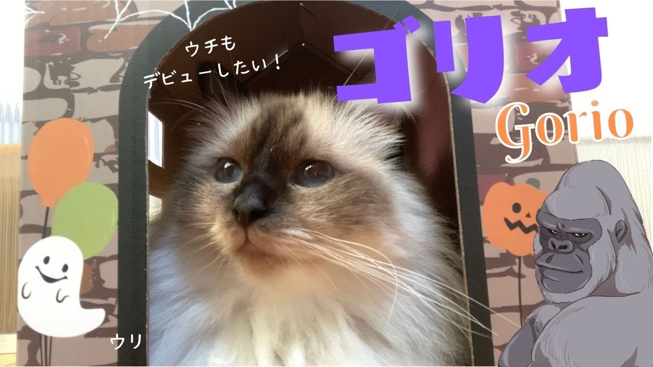 バーマン猫の夢「ウチもデビューしたいニャ」【ゴリオ】Gorio（バーマン猫）Birman/Cat