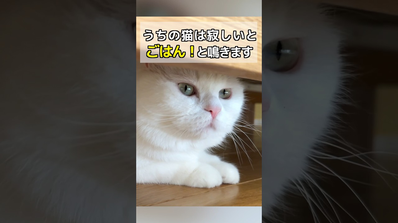 寂しくなって大声で「ごはん！」と鳴いちゃう猫