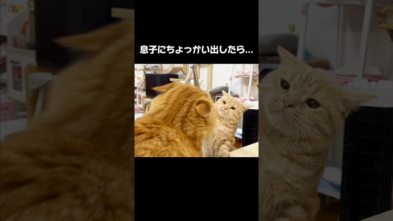 息子にちょっかい出したら妻に... #猫 #マンチカン #shorts