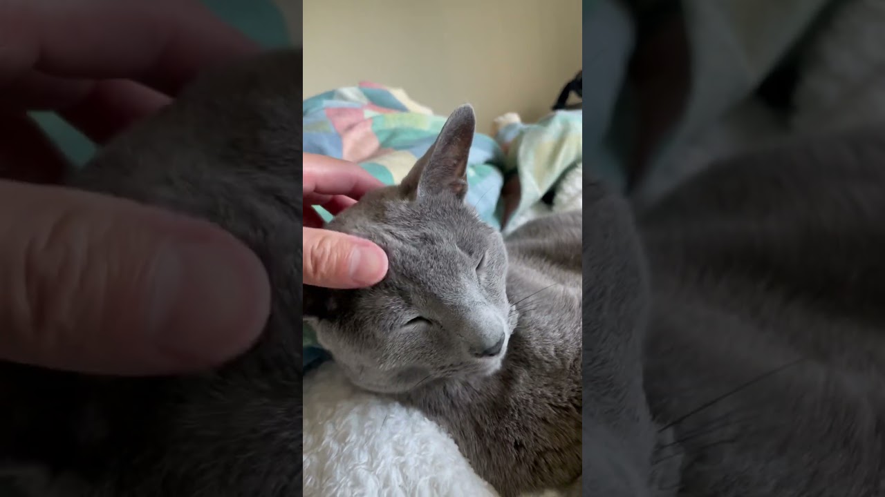 お昼寝してました🐾😽