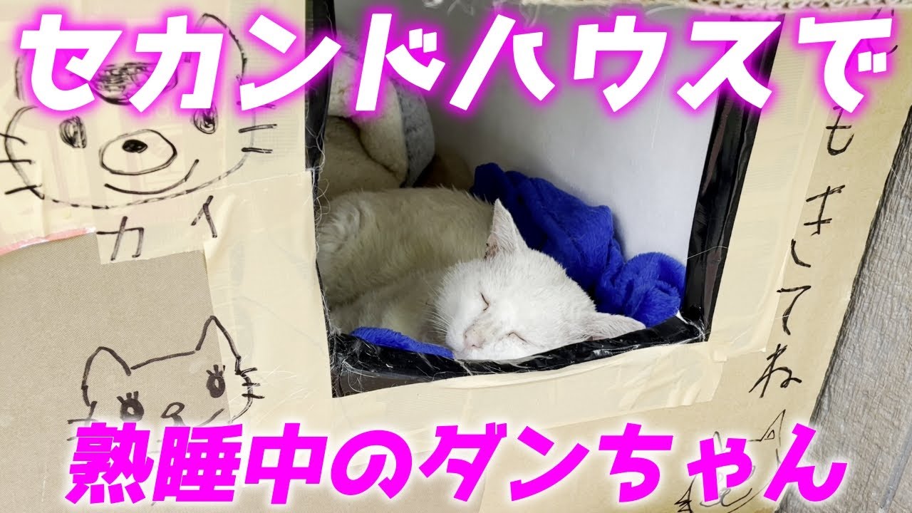 三毛母猫の旦那さんがセカンドハウスを使ってくれていました…♡[三毛母猫の旦那]