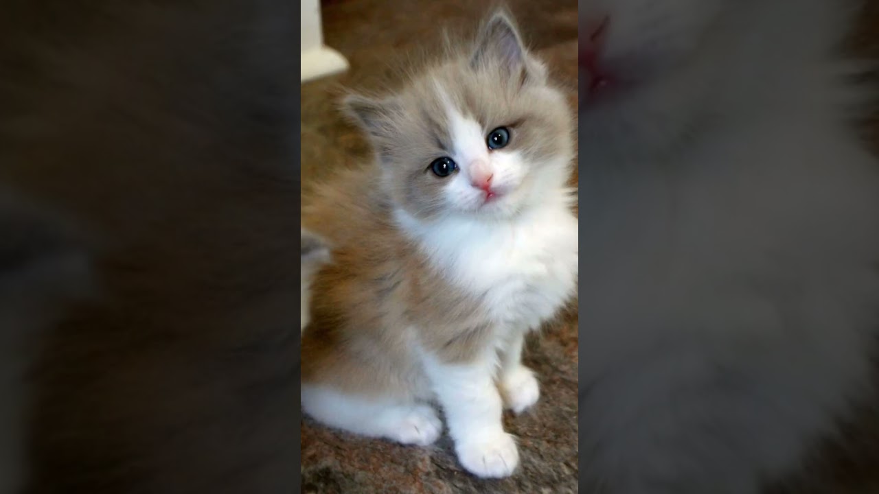 Top 5 Friendly Cat Breed 🐱! | Top 5 intelligent Cat Breed #cats #pets #shorts #viral #shortsvideo