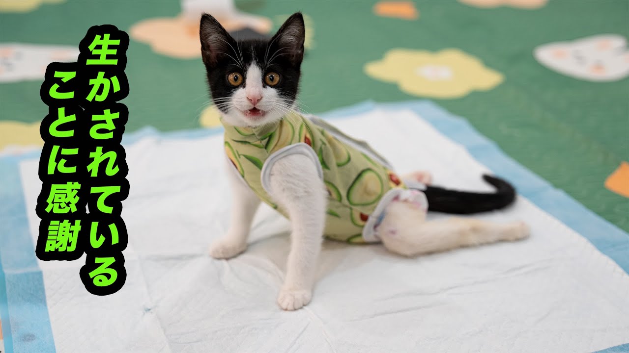 強く生きようとする後ろ足が不自由な子猫に感動
