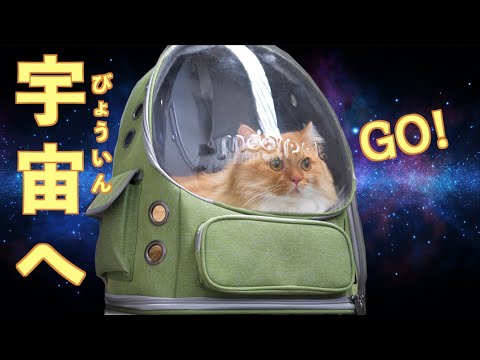 ロケット型リュックでお出かけする短足猫