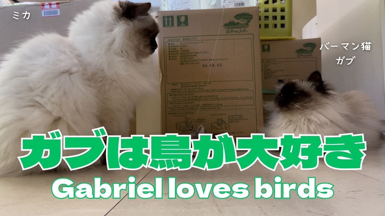 【ガブは鳥が大好き】Gabriel loves birds（バーマン猫）Birman/Cat