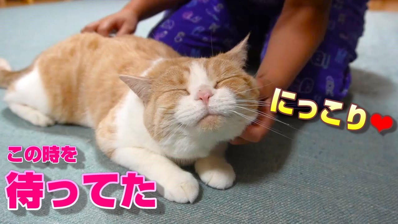 大好きな次女と過ごす休日～のんびりな猫に癒される【スコティッシュフォールド】【アビシニアン】