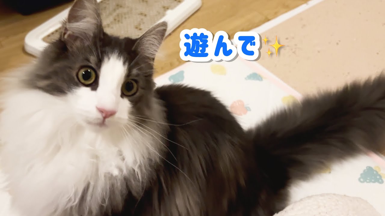 風邪ひき中の飼い主とクレオの初めて記念😸
