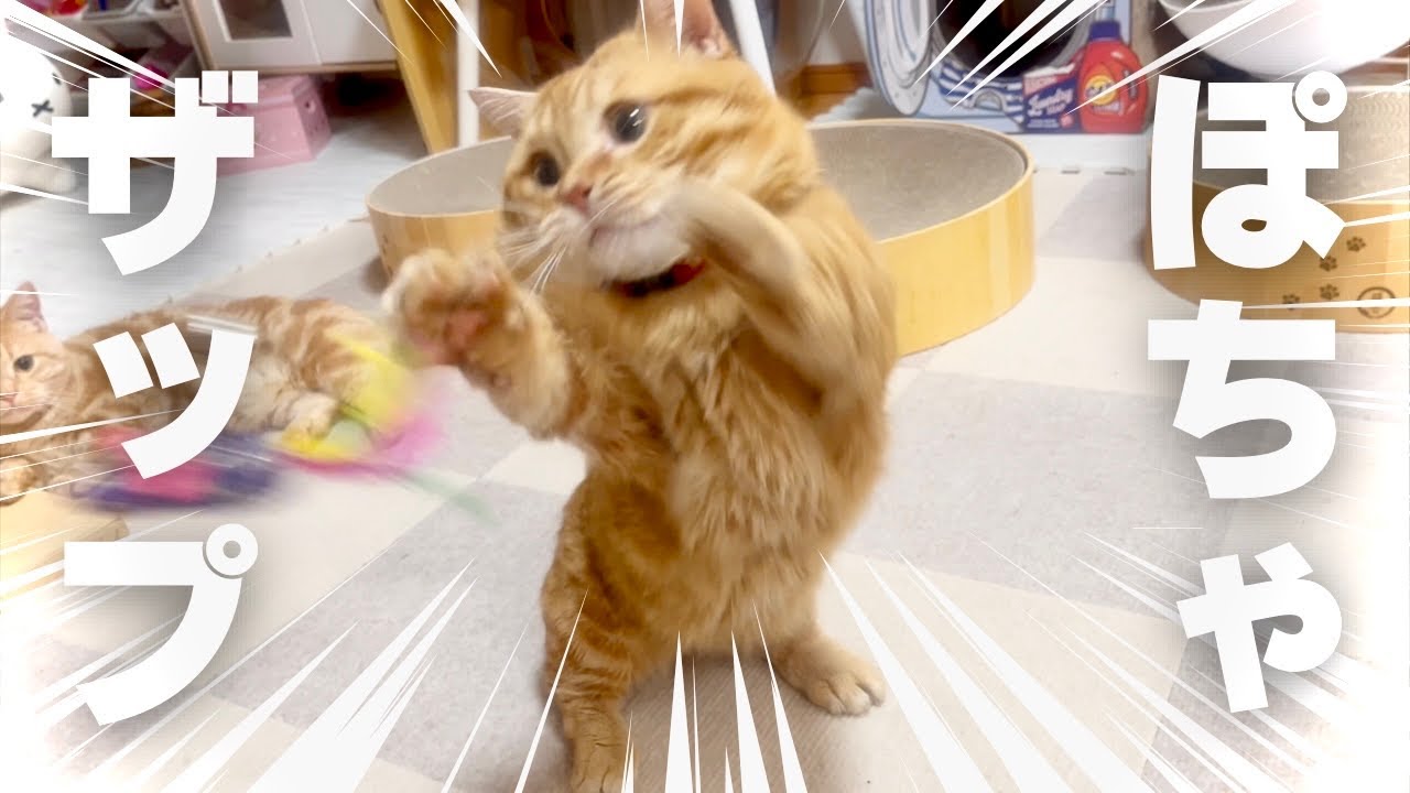 優しい兄猫が弟猫のおもちゃを欲しくなってしまった瞬間 #マンチカン