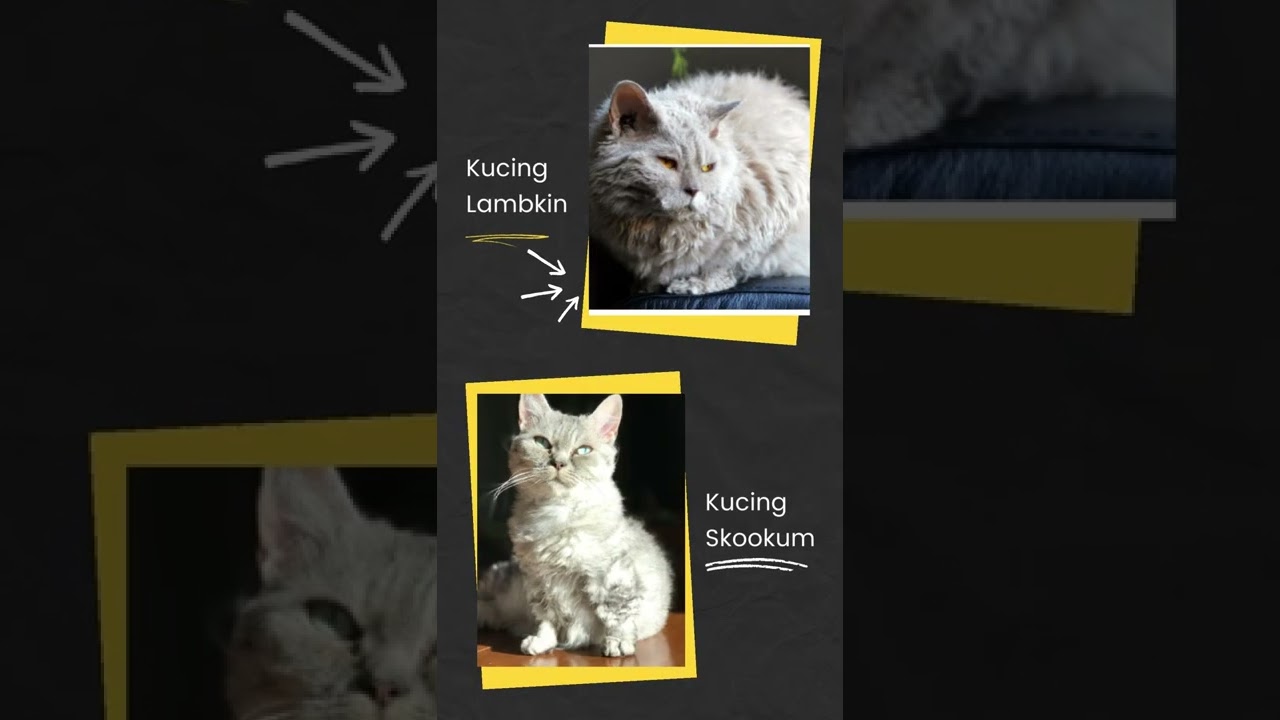 inilah 7 Jenis Kucing Kaki Pendek yang Imut Banget #shorts #kucing #kucinglucu #kucingimut