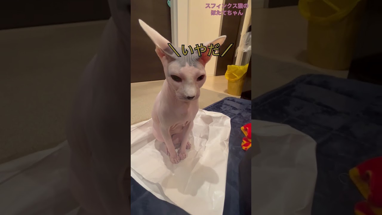 この場所は絶対譲らない　ほたて猫【スフィンクス　猫】