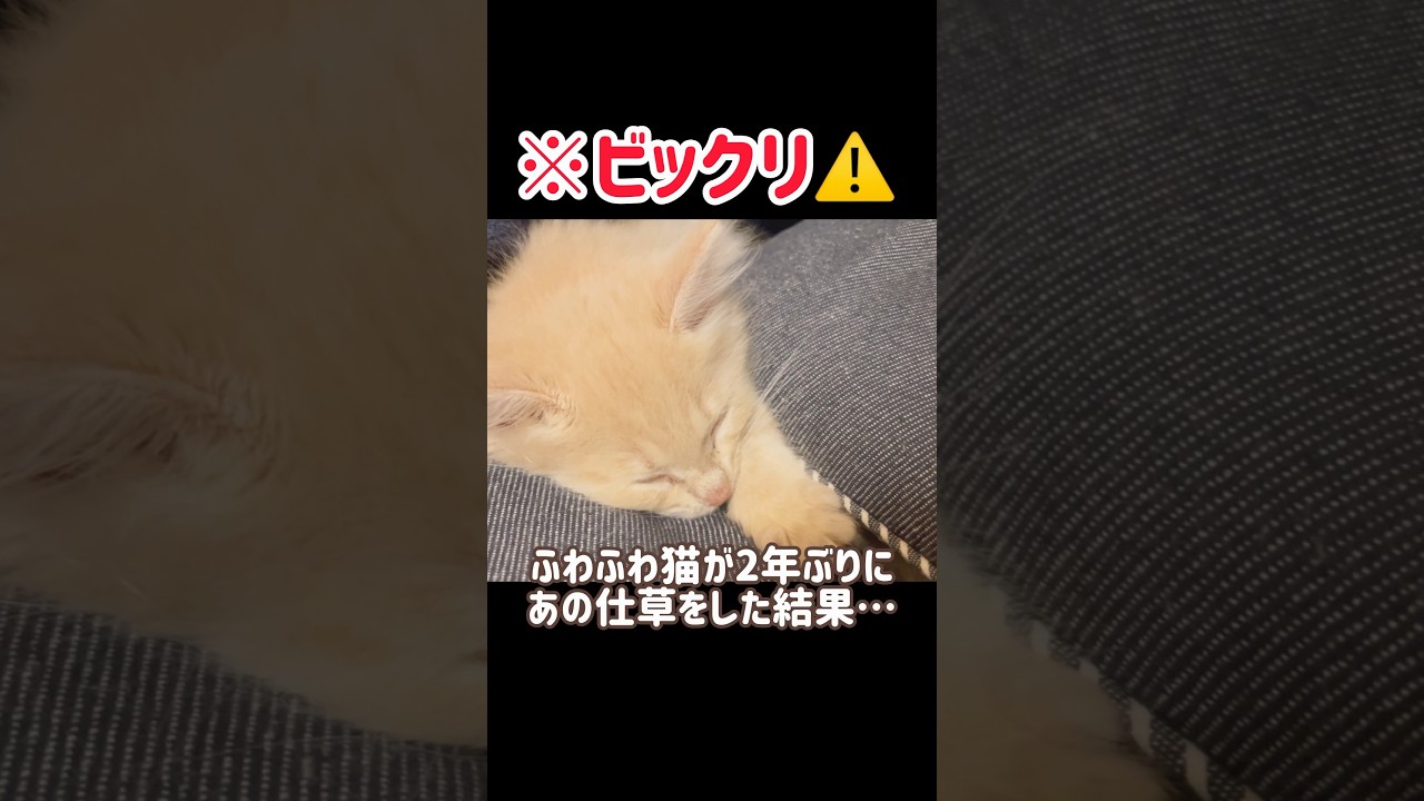 【ビックリ⚠️】ふわふわ過ぎる長毛猫が2年ぶりにあの仕草をした結果…