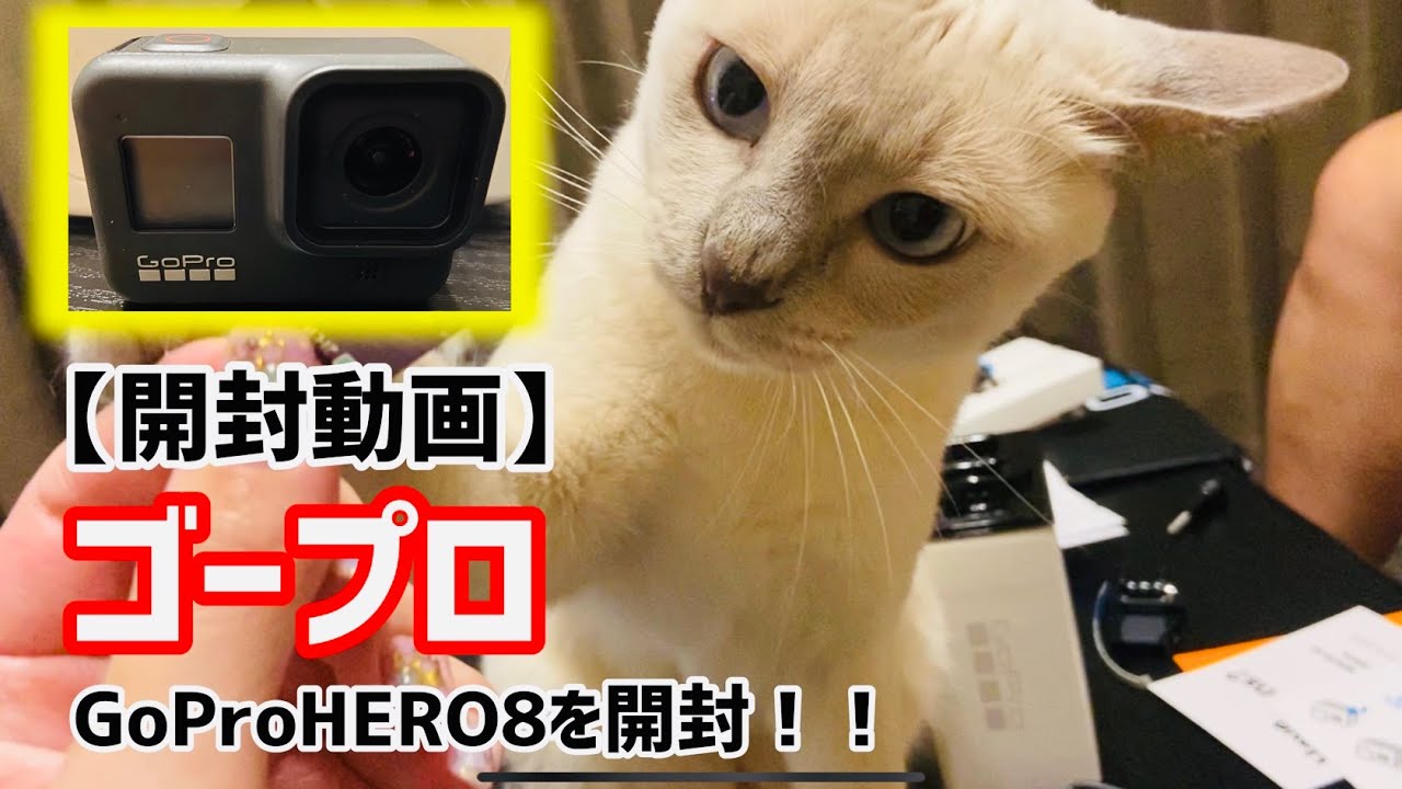 【開封】ゴープロ8 購入！猫様撮影用？！【トンキニーズ】GoProHERO8 with the cat