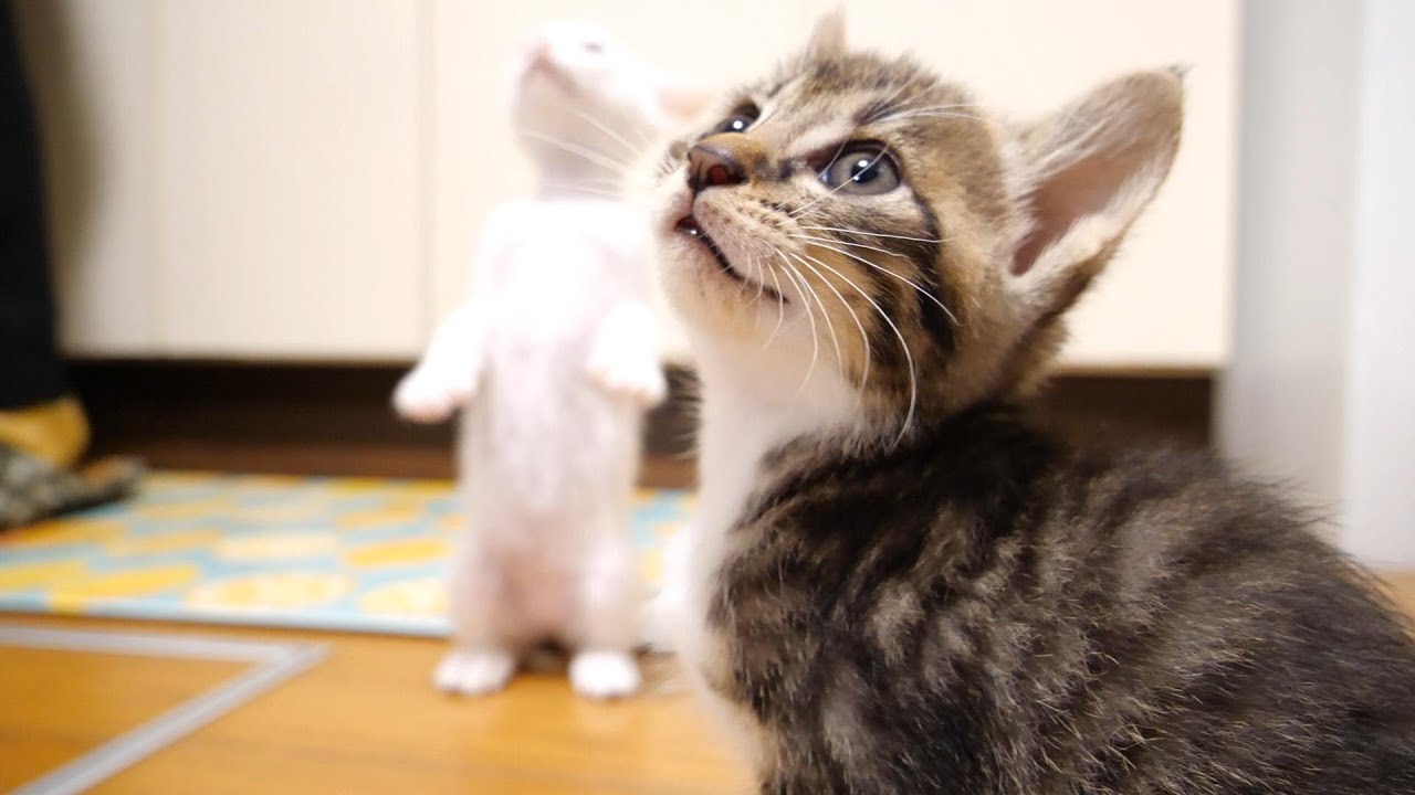 まだですか？子猫がじっと見つめてくる。【赤ちゃん猫　保護猫】