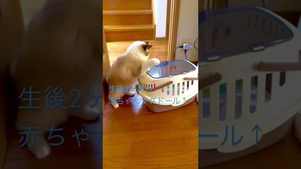 攻撃されていた生後2ヶ月のオスラグドールの半年後
