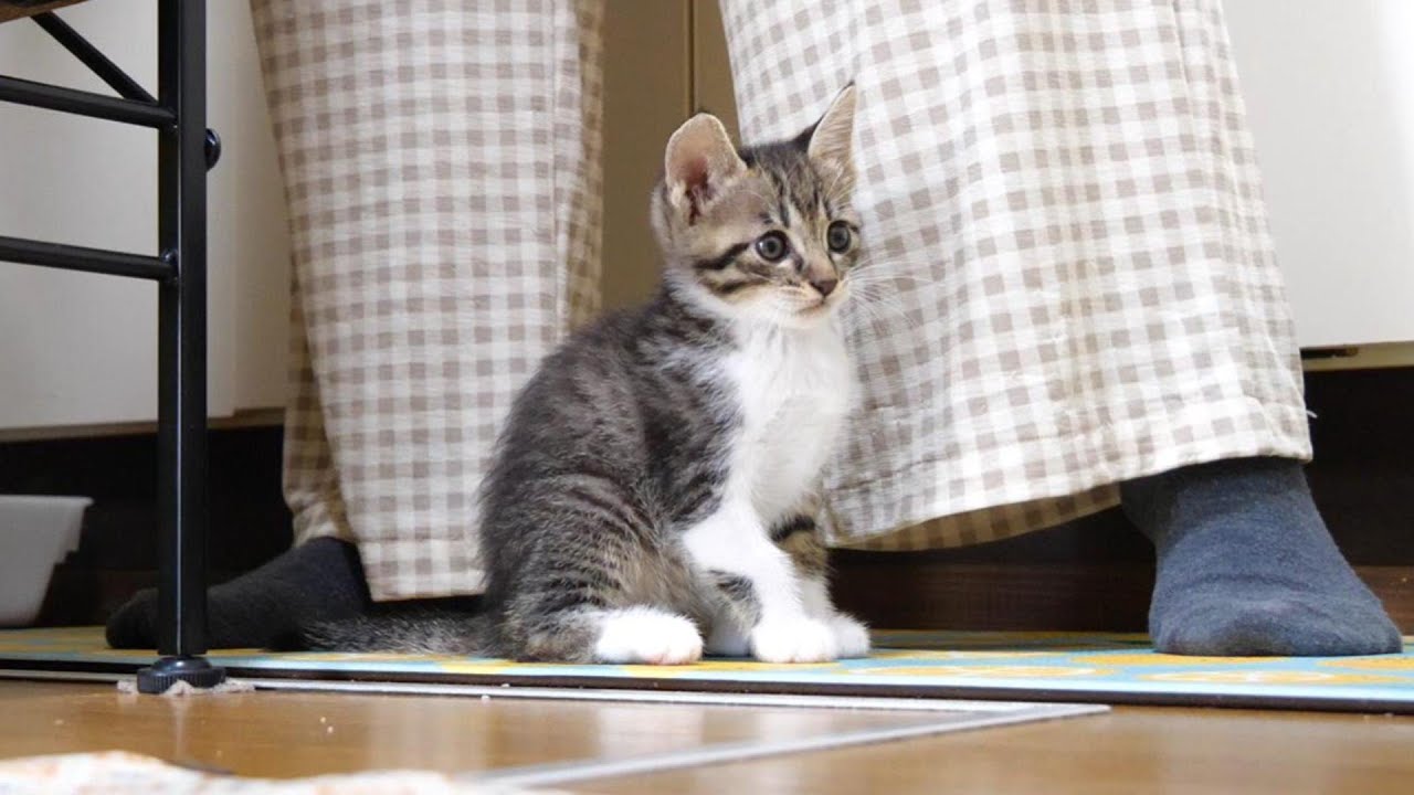 いい匂いがすると子猫達がママの足元で大合唱？【赤ちゃん猫　保護猫】