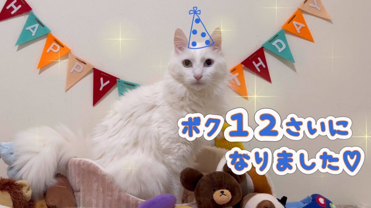 【お誕生日✨】１２さいになった、最年長ターキッシュアンゴラのお誕生日会❤️