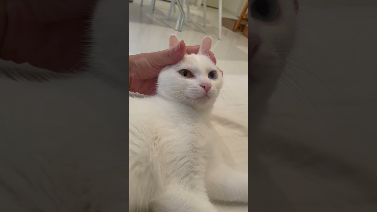 うさぎのモノマネさせられて感情を失ったオッドアイの猫#shorts