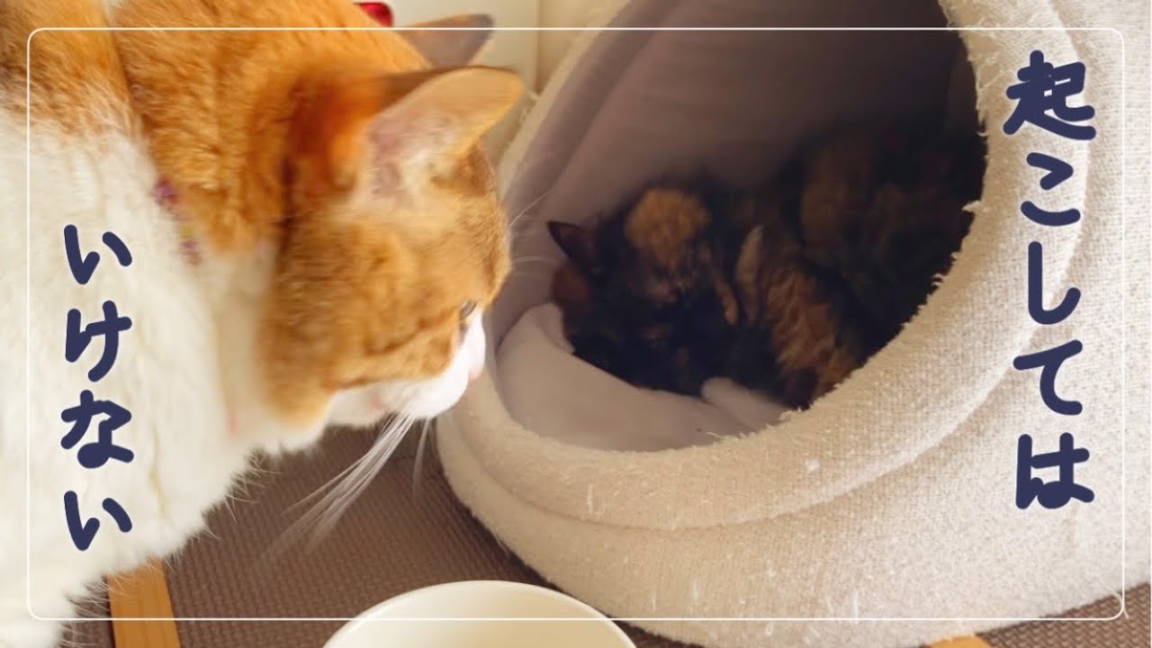 半分起こされた猫が夢を見始めたらしくて怖いです