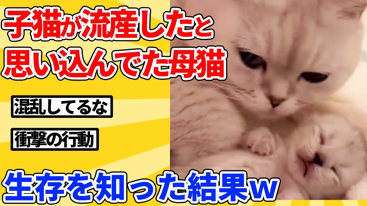 【2ch動物スレ】流産したと勘違いしてた子猫が生きてるのに気づいた母猫の反応ｗｗｗｗｗ