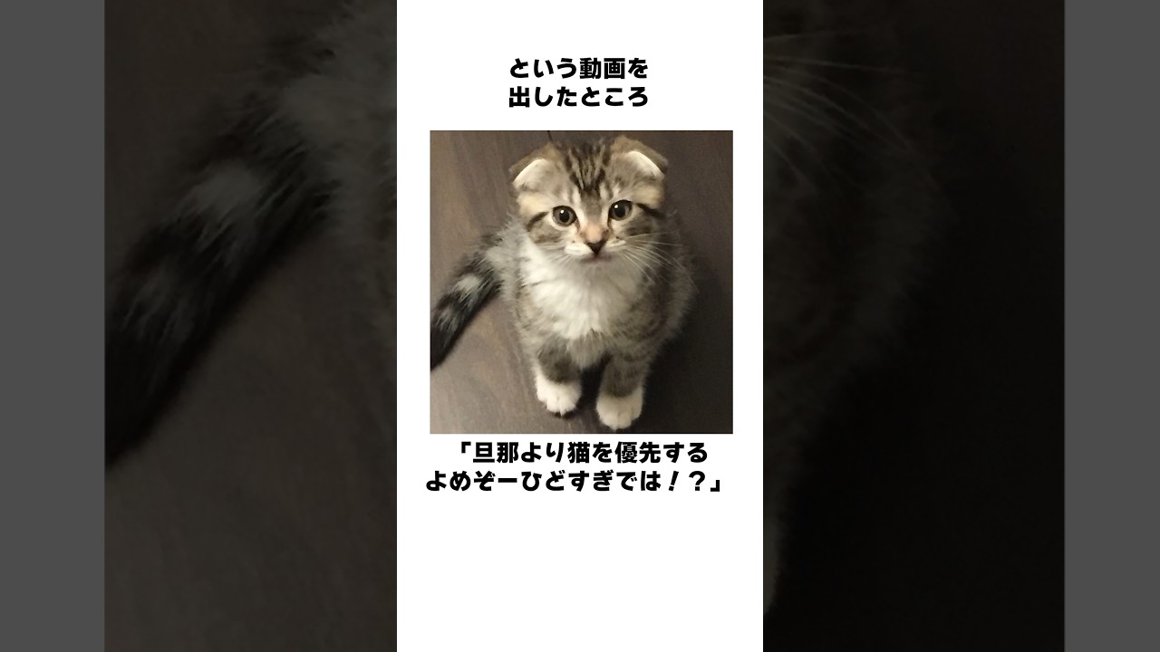 う〜ちのりっちゃんの雑学🐱 実はよめぞーも猫アレルギーだった！？🙀 #猫