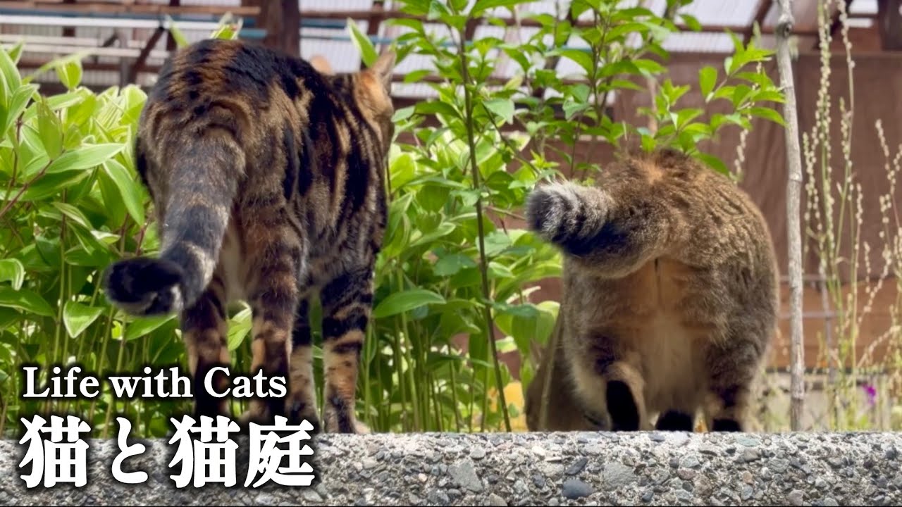 保護猫たちのちょっとした変化と猫庭のワクワク