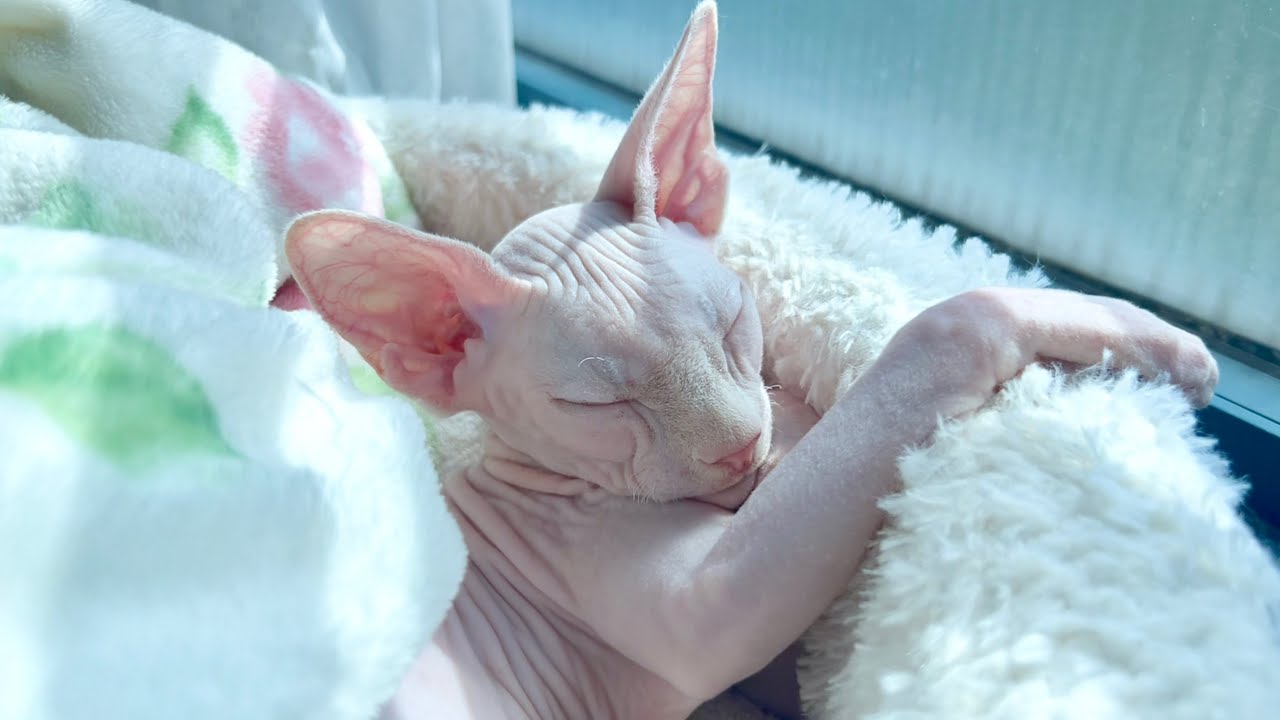 毛のない子猫の1日の過ごし方【スフィンクス猫】