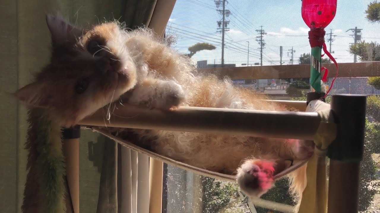 Japanese「遊び疲れて、瞼を閉じるまでのネコ」#ネコ  #ラパーマ #クルクル #珍しい #カワイイ