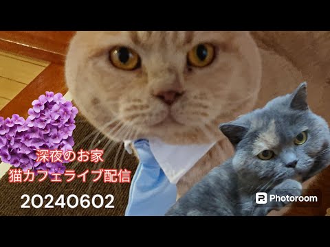 深夜のお家猫カフェライブ配信７１