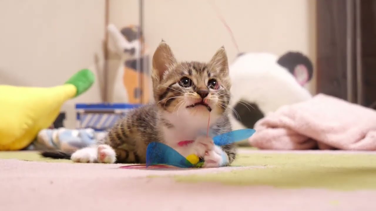 おもちゃ捕まえたと自慢げな子猫【赤ちゃん猫　保護猫】