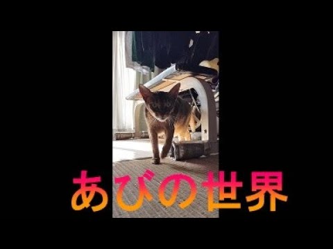 ネコ動画あび＃3734　あびの毎日　アビシニアン　あび