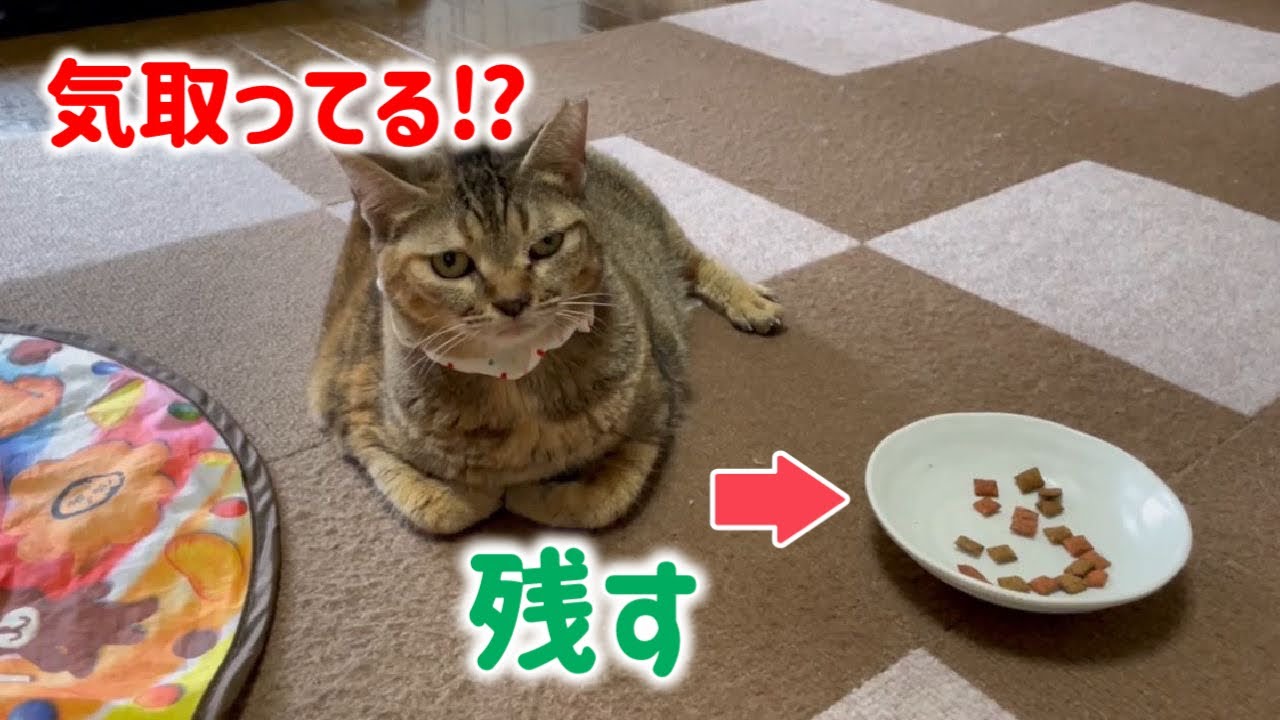 撮影を延期したら素っ気ないなじゅ様とホックさんの下手くそな隠れん坊