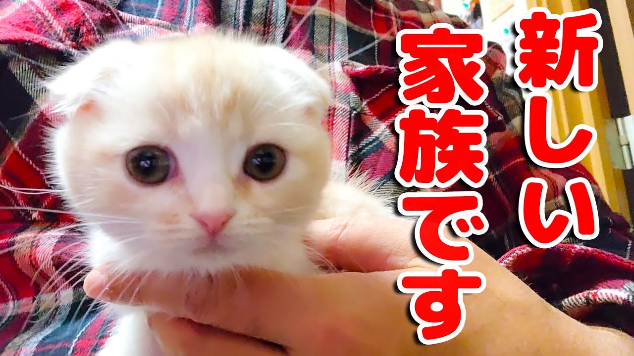 【ご報告】家族が増えました！子猫を飼います...