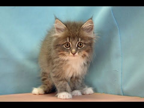 サイベリアン　Ｎｏ.240510　ペットショップ『ヒラマツケンネル』の子猫