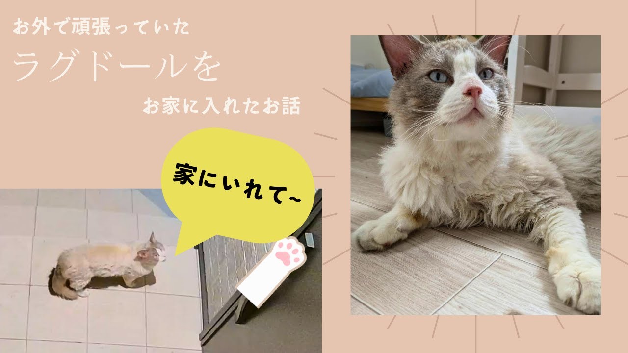 お外で生活していたラグドールをお家に招きました&子猫のご報告があります