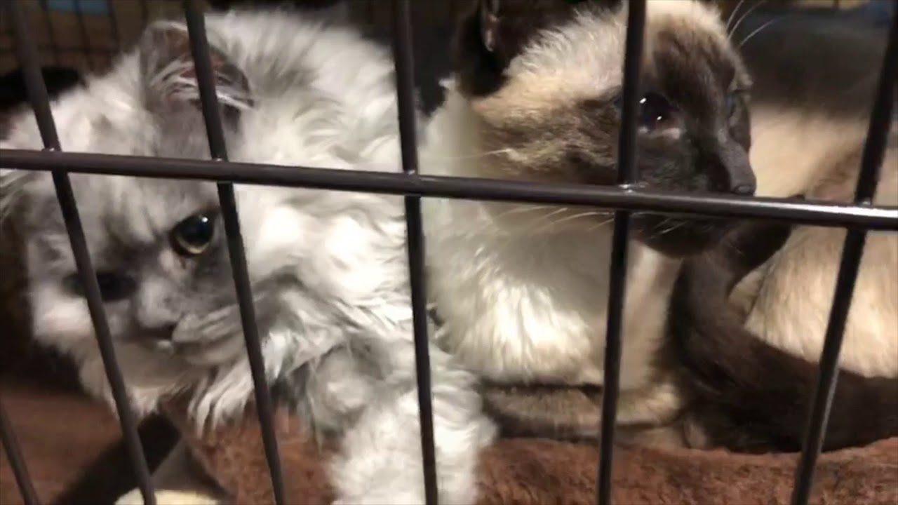 寄り添うシャム猫のマルとペルシャ猫のモロ。たまに喧嘩するけどやっぱり仲良し
