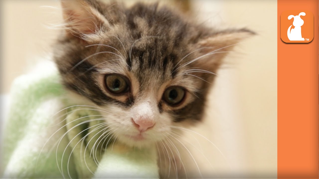 Rescue Kitten With Manx Syndrome Needs Home